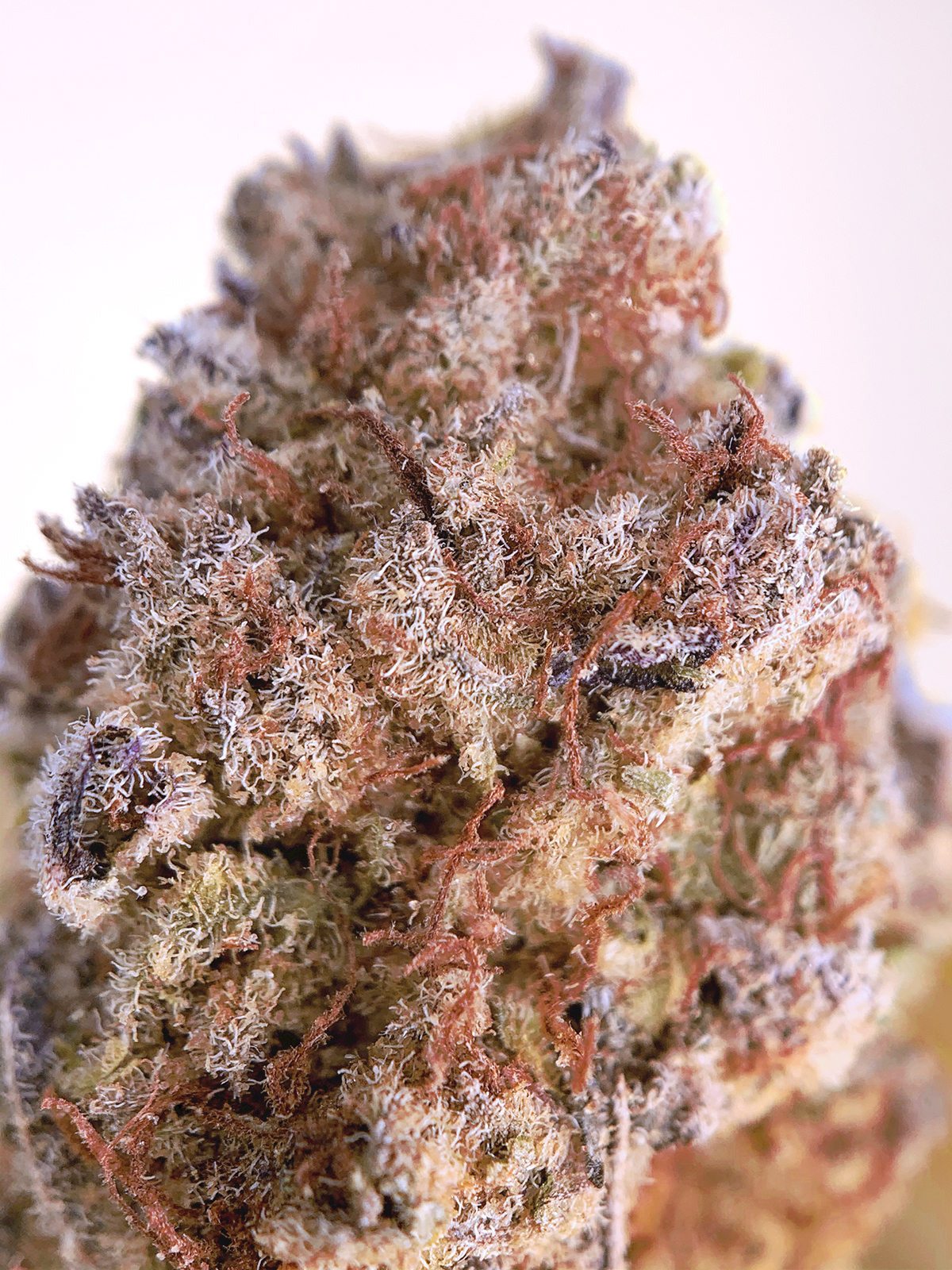 Zkittlez Cake Top Shelf - District Connect - Washington DC ...