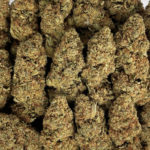 Purple Punch Strain District Connect Washington DC weed delivery