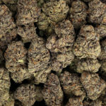 Blue Cookies Strain District Connect washington dc weed delivery