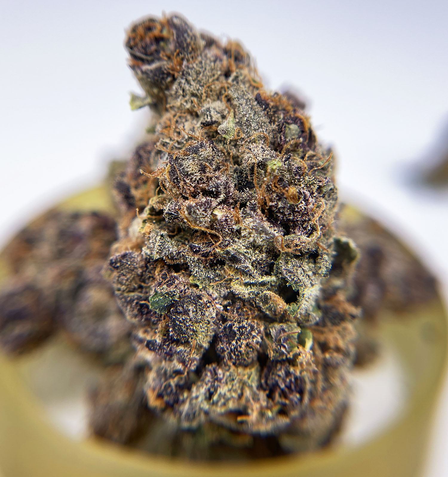 tangie walgreens