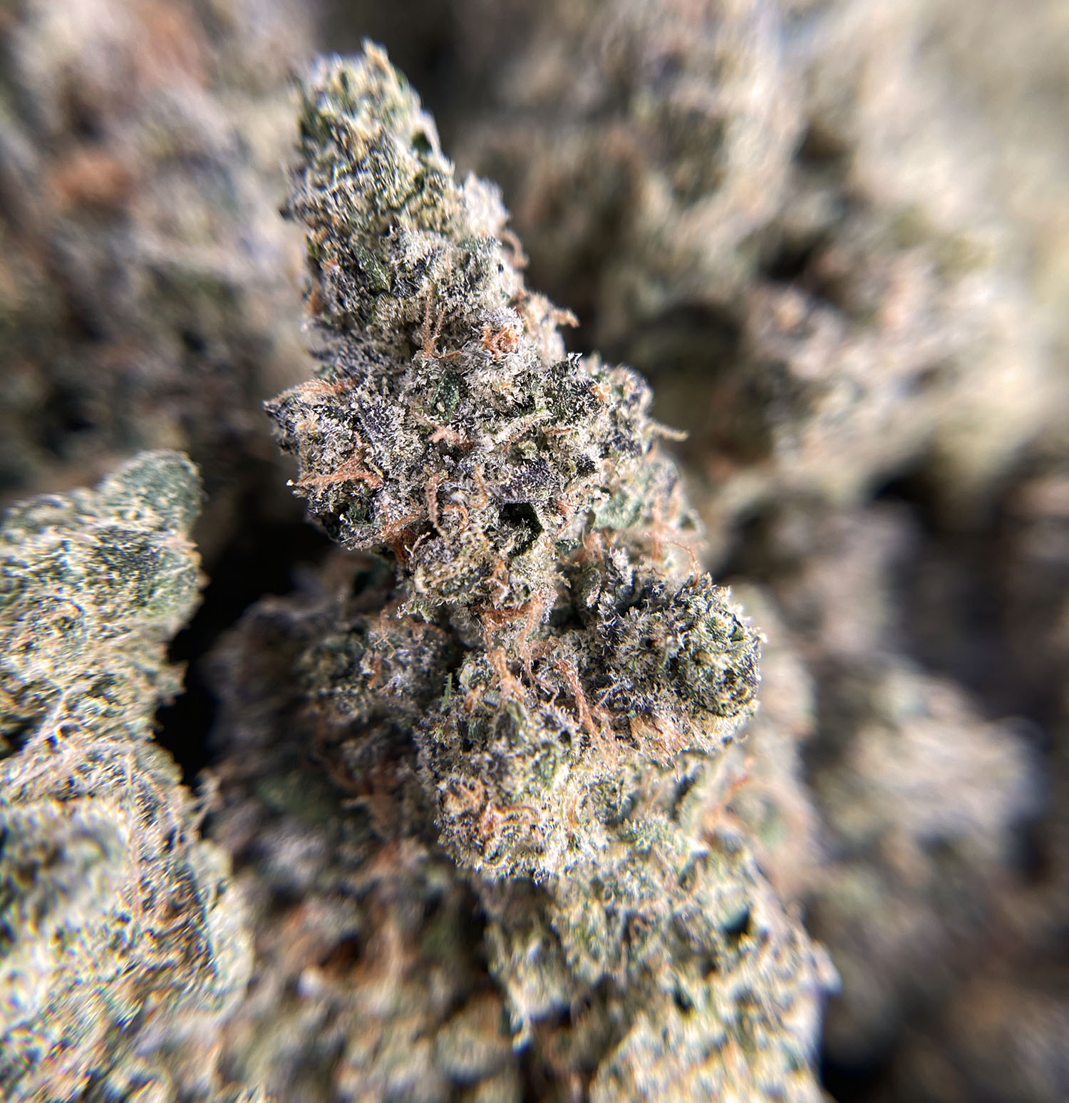alien mac strain alien mac strain