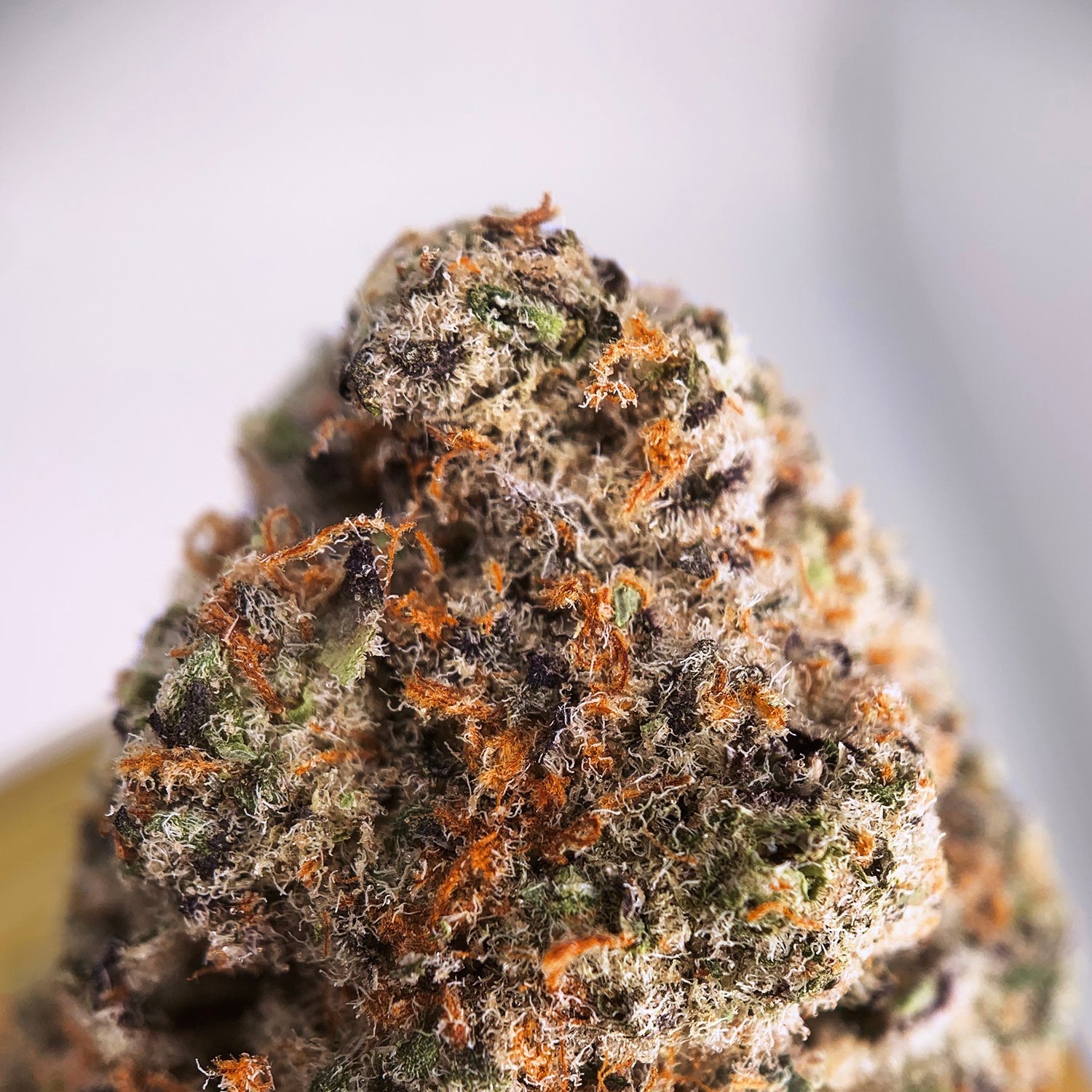 ice cream cake strain flowering time outdoor ice cream cake strain flowering time outdoor