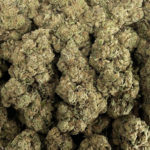 Funky Malawi Strain District Connect Washington DC