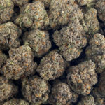 Apple Biscotti Strain District Connect Washington DC