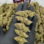 Gushers Strain District Connect virginia weed delivery