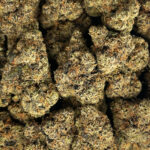 Lemon cherry Gushers Strain District Connect Washington DC weed delivery