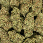 Super Jack Strain District Connect Washington DC weed delivery