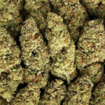 Juicy Lucy Strain District Connect Washington DC weed delivery
