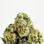 Lemon Cherry Gushers Strain District Connect dmv weed delivery