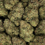 Oreo Cake Strain District Connect Washington DC weed delivery