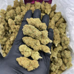 Jack herer Strain District Connect Washington DC weed delivery