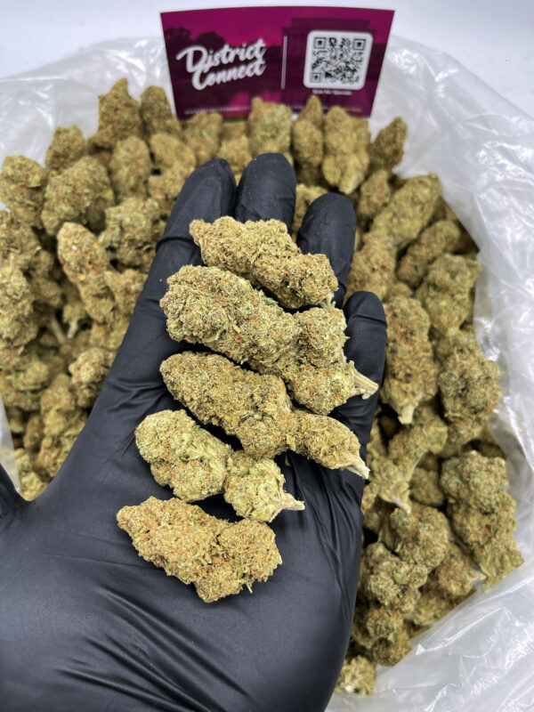 Jack herer Strain District Connect Washington DC weed delivery