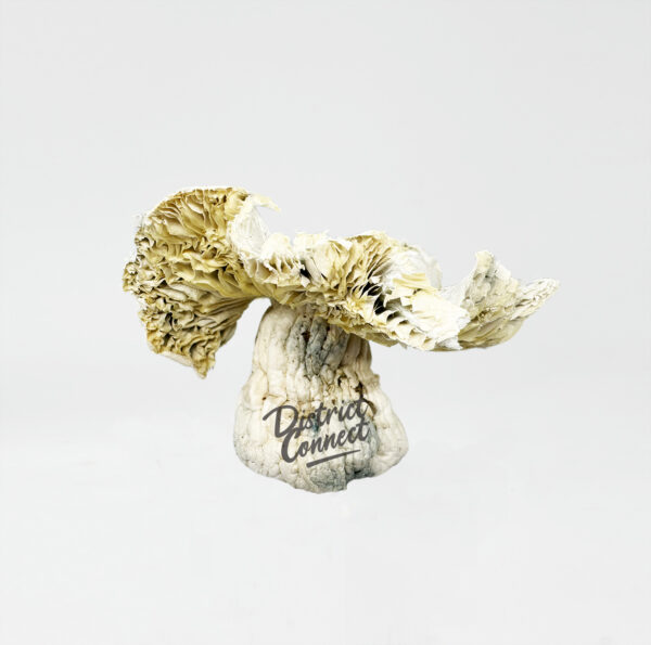 Albino Tidal Wave Strain District Connect dmv mushroom delivery