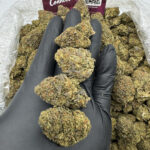 Bacio Gelato Strain District Connect maryland weed delivery