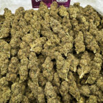 Hawaiian Gold Strain District Connect maryland weed delivery