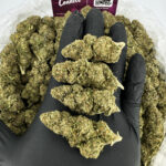 Amnesia Haze Strain District Connect washington dc weed delivery