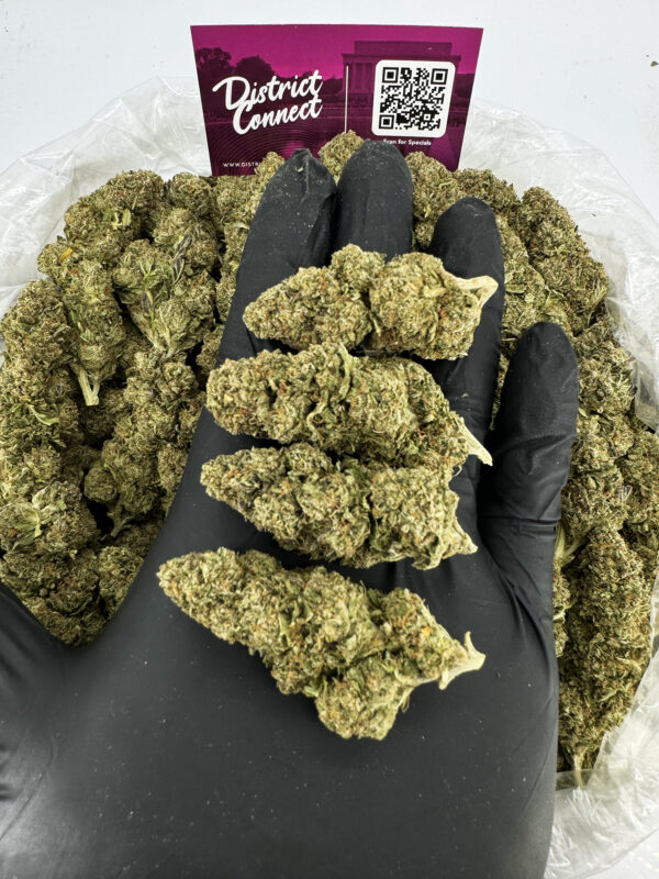 Amnesia Haze Strain District Connect washington dc weed delivery
