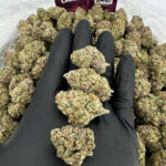 Jungle Cake Strain District Connect washington dc weed delivery