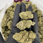 Truffleatti Strain District Connect Maryland weed delivery