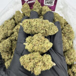 Permanent Marker Strain District Connect Maryland weed delivery