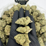 Girl Scout Wookies-strain-district-connect-washington-dc-weed-delivery