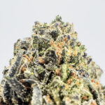 King Sherbert-strain-district-connect-washington-dc-weed-delivery