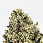Gelato Cake-strain-district-connect-washington-dc-weed-delivery
