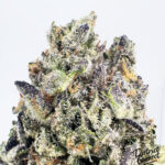 Pink Cookies-strain-district-connect-washington-dc-weed-delivery