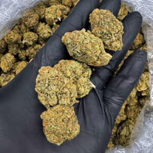 Now N Later cannabis strain hybrid 20–26% THC available for weed delivery in Washington DC, Virginia, Maryland, and Richmond VA.