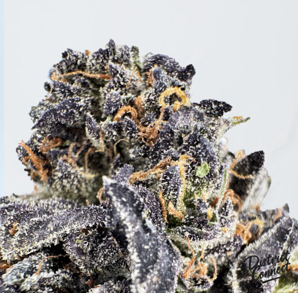 Animal Cookies -strain-district-connect-washington-dc-weed-delivery