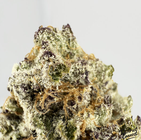 Blizzard of Oz-strain-district-connect-washington-dc-weed-delivery