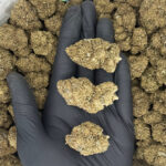 Oreo Cake-strain-district-connect-washington-dc-weed-delivery