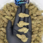 Lemon skunk strain-district-connect-washington-dc-weed-delivery
