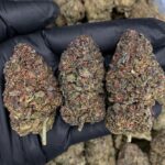 Gaslato strain-district-connect-washington-dc-weed-delivery