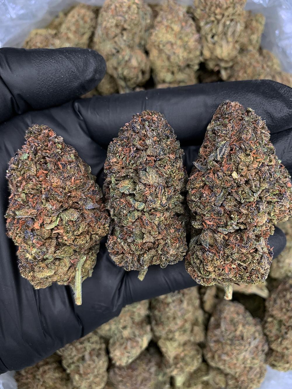 Gaslato strain-district-connect-washington-dc-weed-delivery