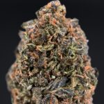 Gaslato strain-district-connect-washington-dc-weed-delivery