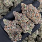 Pineapple Breeze strain-district-connect-washington-dc-weed-delivery