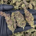 Tropicanna strain-district-connect-washington-dc-weed-delivery