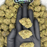 Bubblegum Runtz -district-connect-washington-dc-weed-delivery