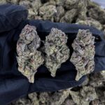 Black Gorilla hybrid cannabis strain with 25-29% THC for Washington DC, Virginia, Maryland, and Richmond VA weed delivery