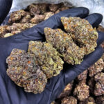 Purple Tangie cannabis strain, sativa, 28-32% THC, available for weed delivery in Washington DC, Virginia, Maryland, and Richmond VA