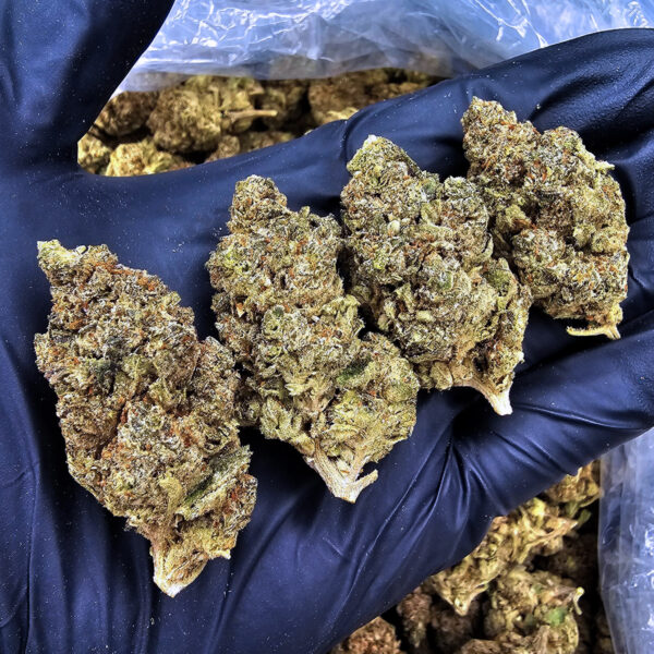 Green Crack sativa cannabis strain with 25-29% THC for Washington DC, Virginia, Maryland, and Richmond VA weed delivery