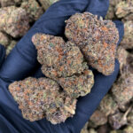 Zelato hybrid cannabis strain with THC 24-28% for Washington DC, Virginia, Maryland, and Richmond VA weed delivery