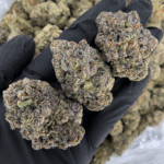 Iceman cannabis strain with 30–31% THC, minty vanilla aroma, balanced hybrid effects, available for weed delivery in Washington DC and Northern Virginia via District Connect.
