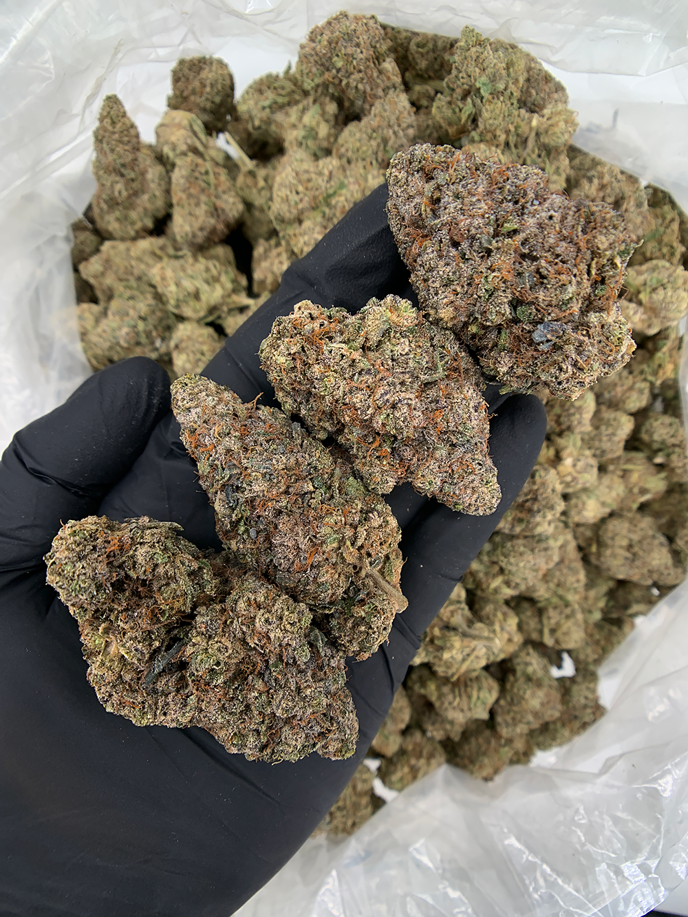 Jelly Roll indica hybrid cannabis strain with 24–28% THC, sweet berry and grape aroma, available for weed delivery in Washington DC and Northern Virginia via District Connect.