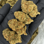 Mango Crush sativa-dominant hybrid (20–23% THC) with tropical mango flavor and uplifting daytime effects – available for weed delivery in Washington DC and Northern Virginia via District Connect.