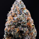 Mango Haze strain – sativa-dominant hybrid (28–30% THC) available for weed delivery in Washington DC, Virginia, Maryland, and Richmond VA.