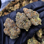 Mango Haze strain – sativa-dominant hybrid (28–30% THC) available for weed delivery in Washington DC, Virginia, Maryland, and Richmond VA.