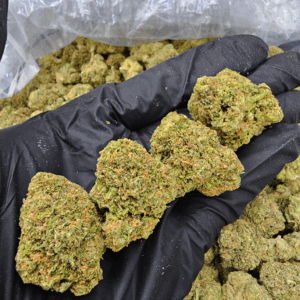 Orange Sunset hybrid cannabis strain (25-28% THC) with tropical pineapple and citrus flavors – available for weed delivery in Washington DC and Northern Virginia via District Connect.