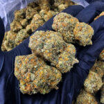 Prietosa Hills Hybrid 29â32% THC Weed Delivery in DC, Virginia, Maryland, Richmond VA